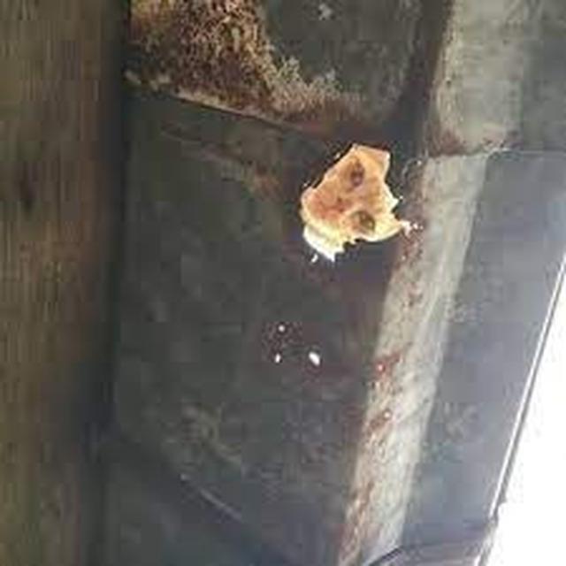 6 Momen Kucing Bikin Kaget Ini Nyeleneh Banget, Bikin Tepuk Jidat