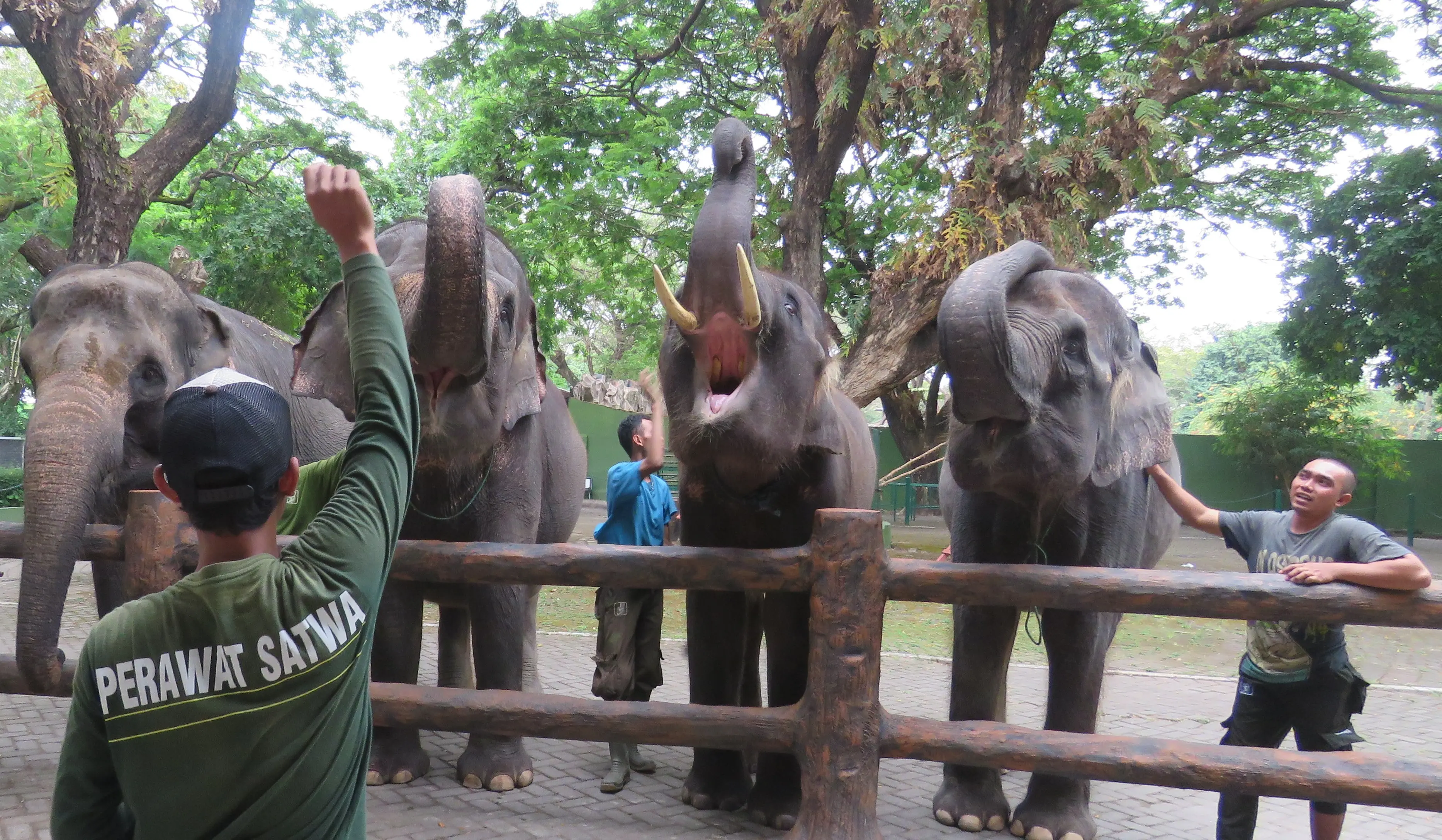 Perawatan gajah di KBS (Liputan6.com / Dian Kurniawan) 
