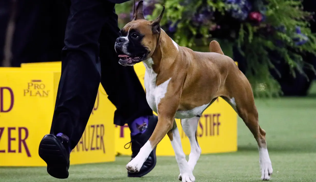 Wilma the boxer bersaing dalam Westminster Kennel Club Dog Show ke-144 di New York, Amerika Serikat, Selasa (11/2/2020). Westminster Kennel Club Dog Show ke-144 berlangsung pada tanggal 8 hingga 11 Februari 2020. (AP Photo/John Minchillo)