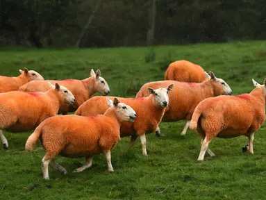 Kawanan domba milik Pip Simpson mencari rumput di lereng bukit di Troutbeck, Inggris bagian utara, Kamis (29/9). Sang pemilik mewarnai bulu dombanya dengan pewarna oranye tidak beracun untuk melindungi hewan ternaknya itu daripencuri.  (Oli Scarff/AFP)