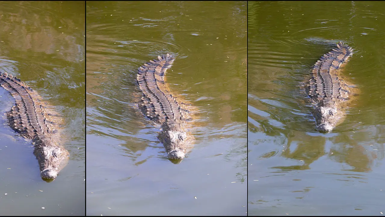 Buaya Nil (Crocodylus niloticus) bertanggung jawab atas kematian ratusan orang di Afrika sub-Sahara