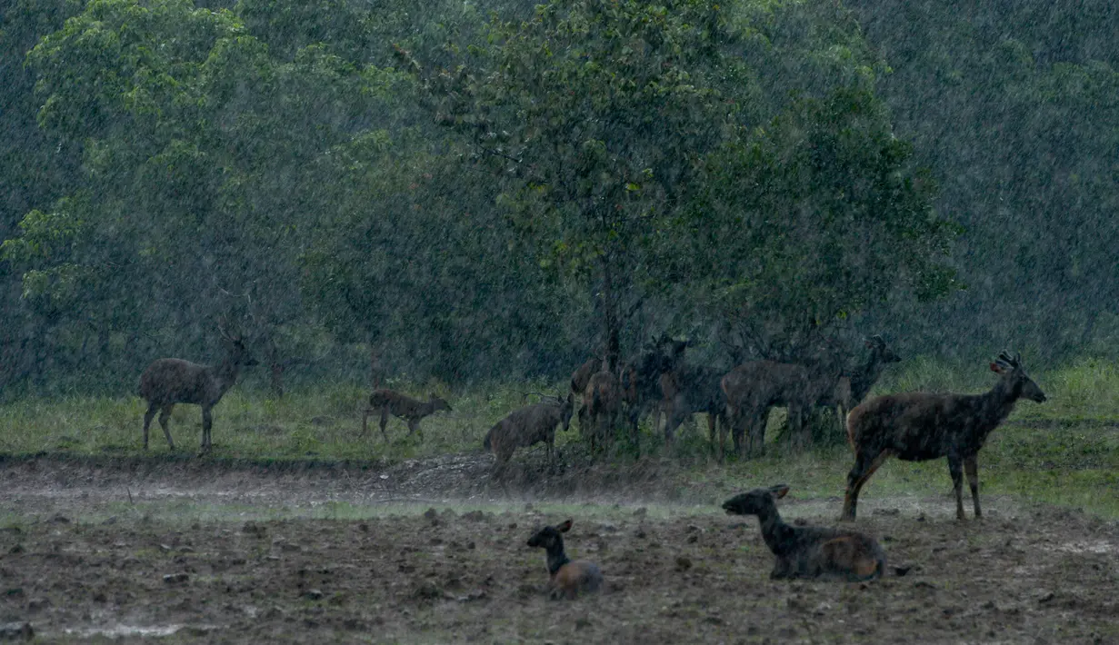 Kawanan rusa terlihat di bawah hujan lebat di Taman Safari Gurun Putih Lestari di Jantho, Aceh Besar, Aceh, pada 27 Oktober 2019. Di taman safari pertama yang ada di Aceh ini terdapat ratusan spesies burung dan mamalia dari berbagai daerah di Indonesia maupun mancanegara. (CHAIDEER MAHYUDDIN / AFP)