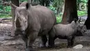 Dua ekor Badak Putih (Ceratotherium Simum) beraktivitas di Taman Safari Indonesia, Bogor, Jawa Barat, Jumat (22/1/2021). Saat ini, bayi Badak Putih dengan bobot 50 kilogram yang lahir di Taman Safari Indonesia mendapat perawatan ekstra karena masih menyusui. (merdeka.com/Imam Buhori)