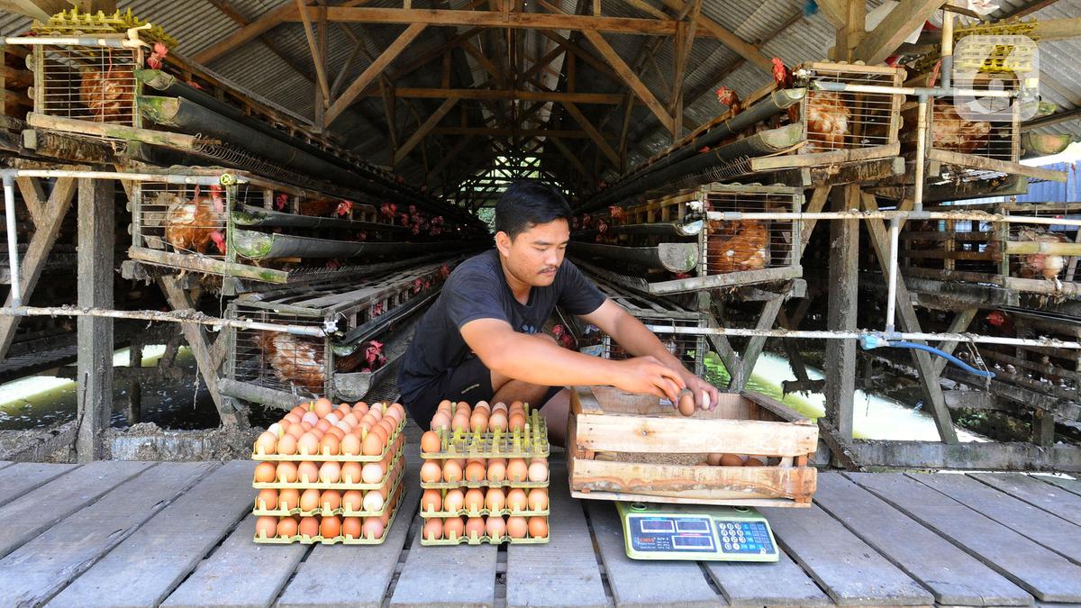 7 Cara Ternak Ayam Petelur Modal Rp1 Juta, Dari Bibit hingga Panen Sukses