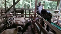 Polisi dan PNS Polri di Polres Pemalang yang hendak memasuki masa purna tugas dibekali kemampuan berwirausaha peternakan domba atau kambing. (Foto: Liputan6.com/Humas Polres Pemalang)