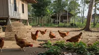 Cara Buat Kebun Ayam Cage Free di Desa untuk Hasil Unggul dan Berkelanjutan