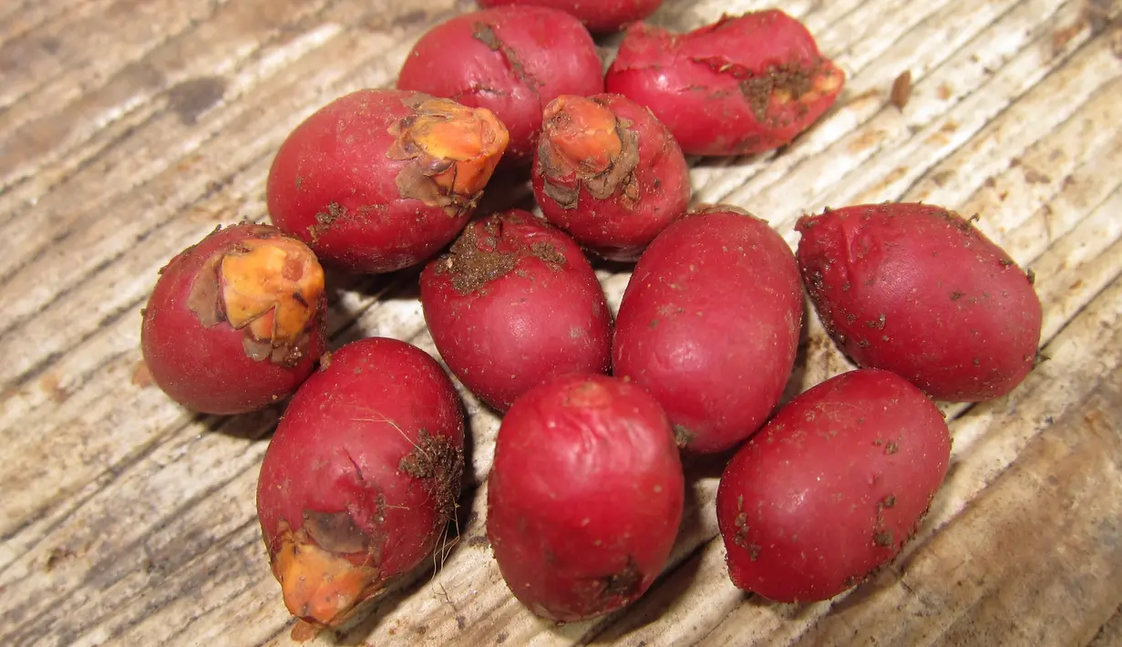 Untuk memutihkan gigi, Anda dapat menggunakan biji dari buah pinang. Caranya, bakar biji pinang sampai hangus lalu tumbuk hingga halus, dan gosokan pada gigi dengan kain. Lakukan hal tersebut dua minggu sekali. (Ilustrasi Istimewa)
