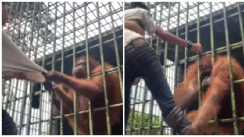 Viral Pria Ditarik Orang Utan di Kebun Binatang Ternyata untuk Konten, Ini 3 Faktanya