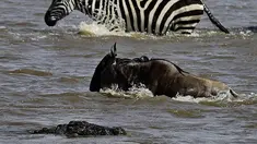 Seekor buaya tampak mendekati seekor Wildebeest saat menyebrang sungai di Masai Mara, Kenya (1/9/2015). Ratusan Wildebeest melakukan migrasi dari Serengeti ke Masai Mara untuk menemukan padang rumput selama musim kering di Kenya. (AFP Photo/Carl De Souza)
