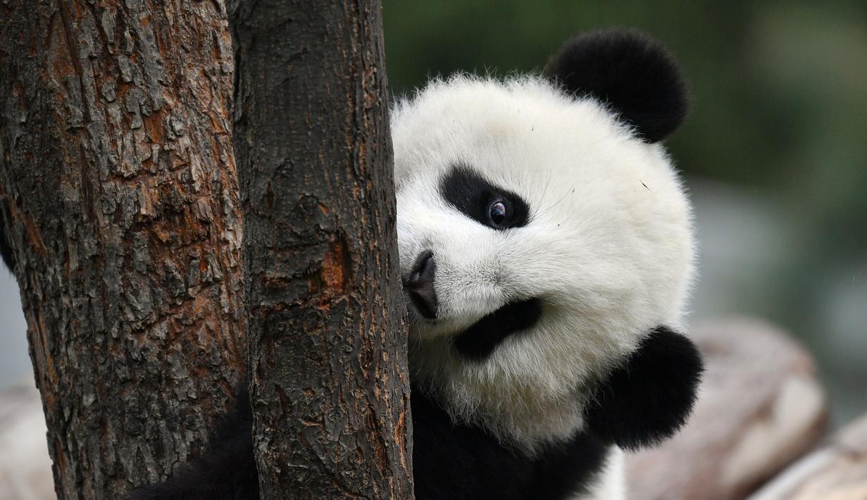 Foto Menengok Tiga Anak Panda Yang Tumbuh Besar Dan Sehat Di