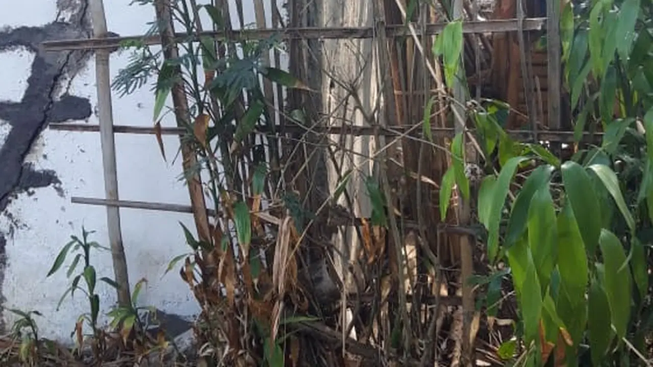 Dinding rumah milik seorang warga, nampak mengalami kerusakan cukup parah, setelah fenomen alam pergeseran tanah, menghantui kampung mereka di Desa Balewangi, Kecamatan Cisurupan, Garut, Jawa Barat.