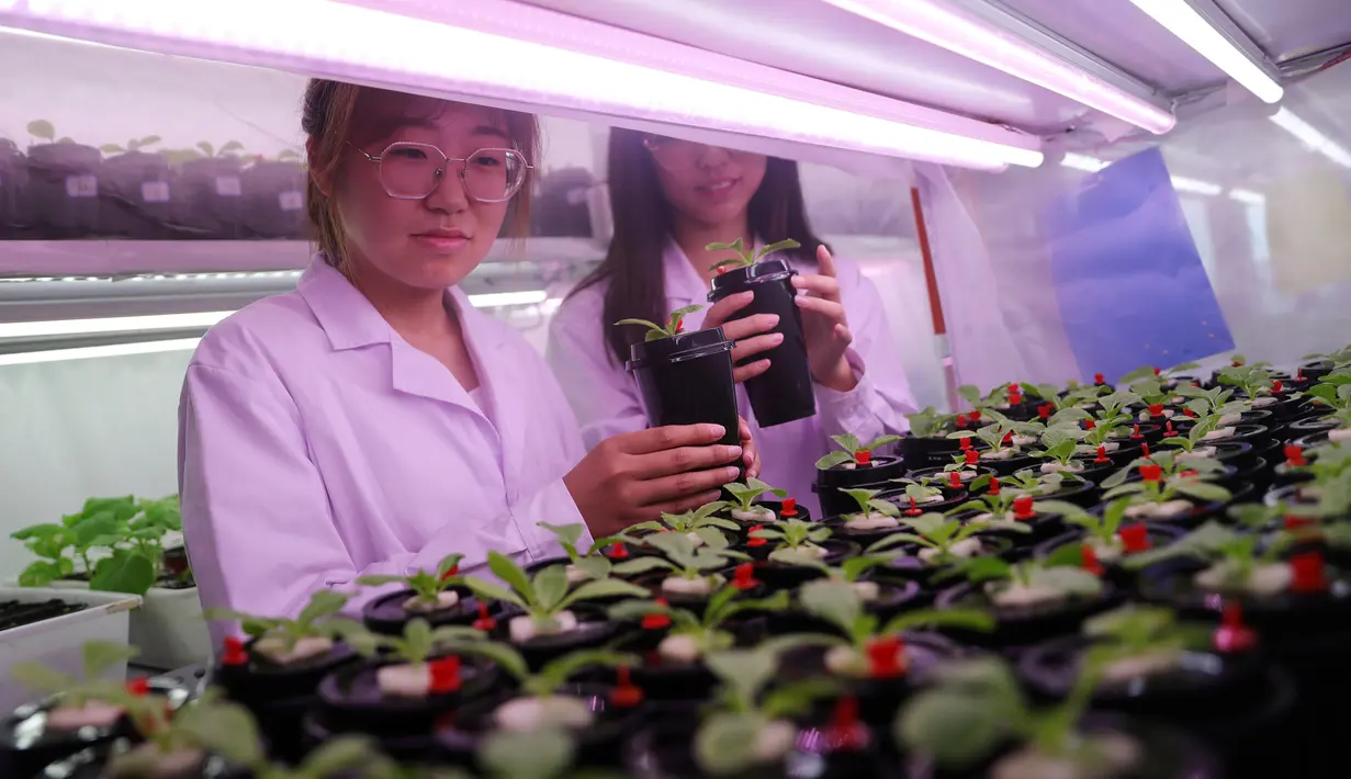 Sejumlah mahasiswa pascasarjana memantau pertumbuhan sayuran di Universitas Pertanian Shenyang selama liburan musim panas di Shenyang, Provinsi Liaoning, China timur laut, 3 Agustus 2020. (Xinhua/Yang Qing)