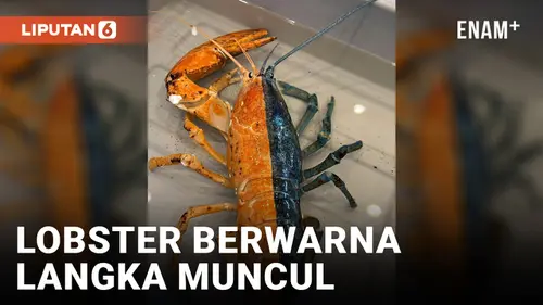 VIDEO: Lobster Berwarna-warna Langka Bermunculan membuat Para Ilmuwan Bertanya-tanya