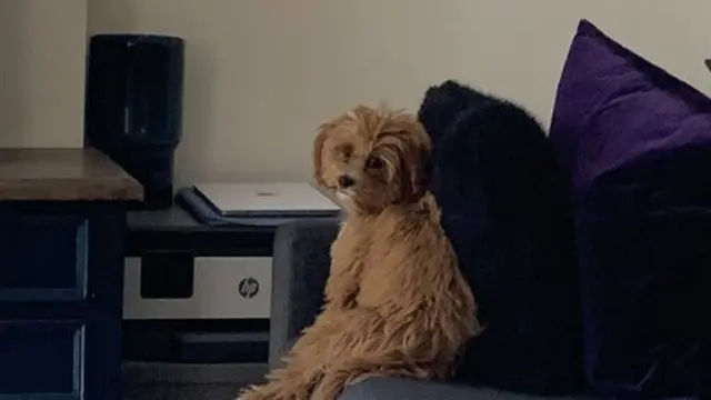 anjing duduk dengan pose aneh