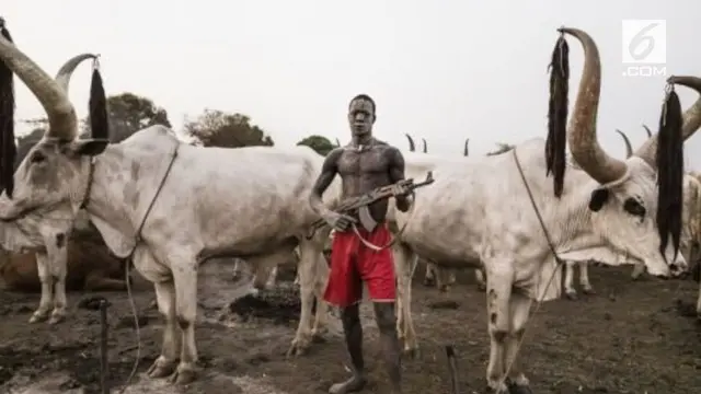 Keunikan sapi peliharaan Suku Mundari membuatnya jadi incaran maling. Tak heran mereka menjaganya dengan senjata laras panjang.