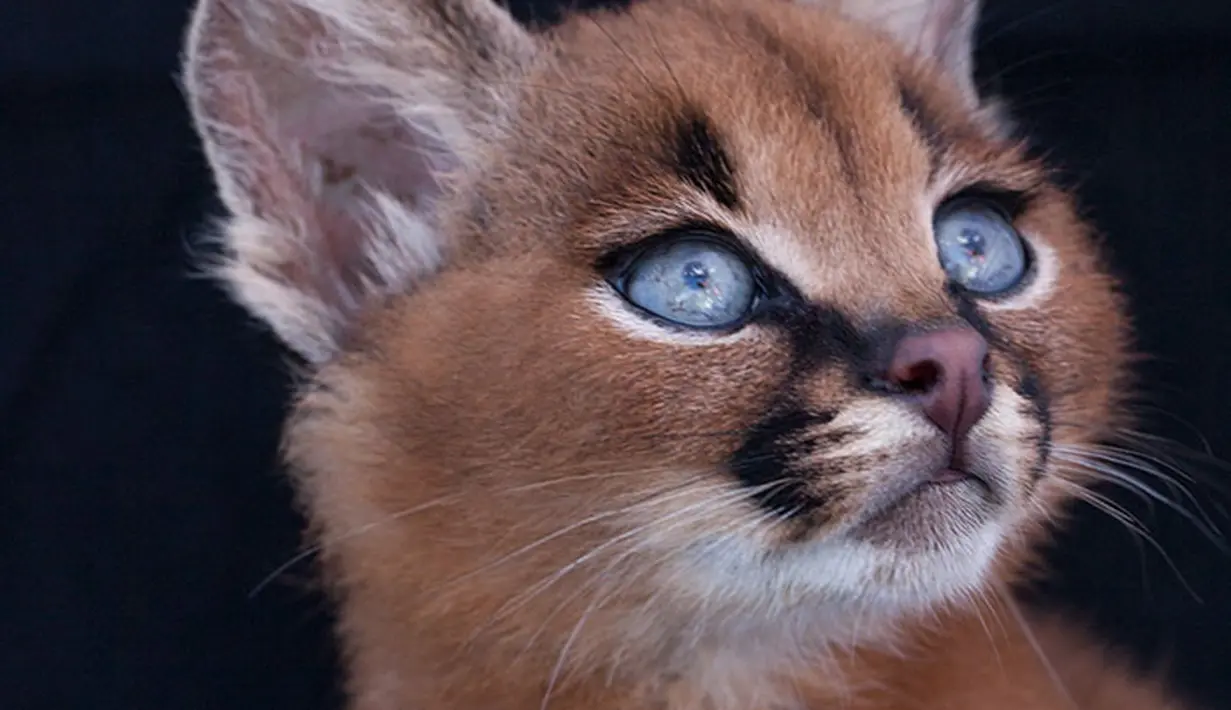 Imutnya, Kucing Caracal Mirip Rubah Ini Dianggap Kucing Emas - Photo ...