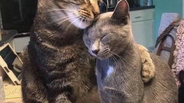 10 Potret Kocak Kucing Bucin sama Pasangannya Ini Bikin Iri