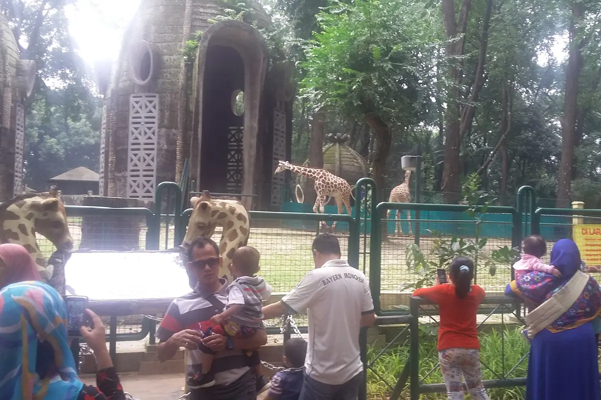 Jerapah Ragunan