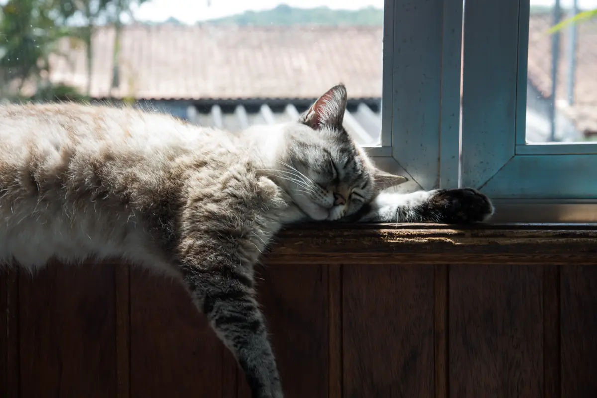 Fakta-fakta mengenai bulu kucing