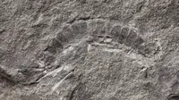 Fosil Kampecaris obanensis, yang disebut sebagai hewan darat pertama di Bumi (British Geological Survey)