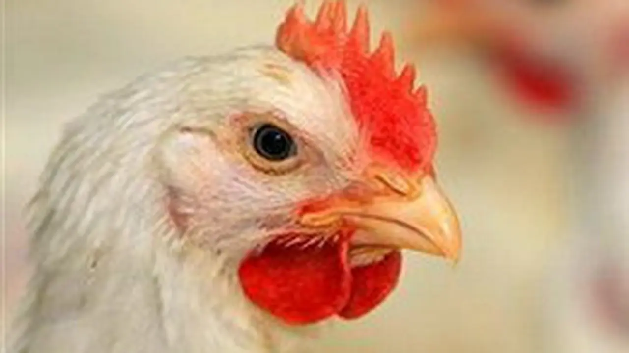 2014, Indonesia Bebas Flu Burung