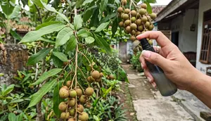 Cara Mengusir Semut dari Tanaman Buah Tanpa Merusak Daun, Metode Aman dan Ampuh