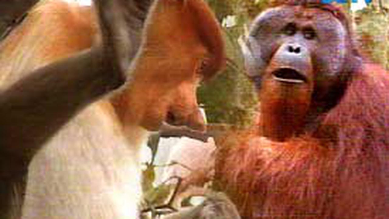 Primata Borneo