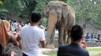 Warga melihat gajah di Kebun Binatang Ragunan, Jakarta, Minggu (27/12/2015). Ragunan masih menjadi tempat favorit untuk rekreasi bagi warga ibukota dan sekitarnya. (Liputan6.com/Helmi Afandi)