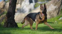 The 10 Smartest Dog Breeds in the World