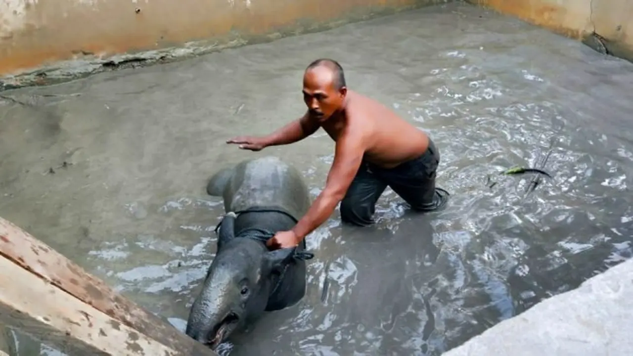 Evakuasi tapir yang masuk ke kolam ikan warga di Pekanbaru.