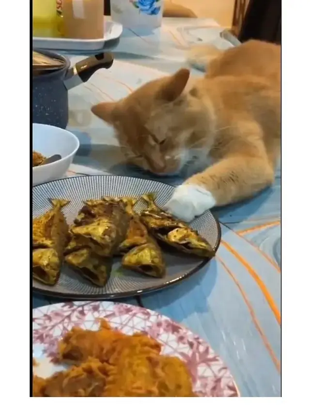 10 Potret Kucing Diam-Diam Curi Makanan Ini Bikin Geleng Kepala