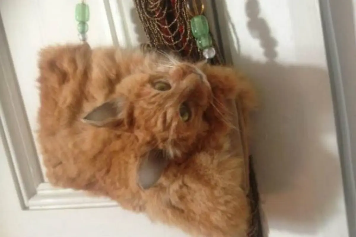 Tas Unik Berkasen Tubuh Kucing Asli Menggemparkan Dunia Maya 