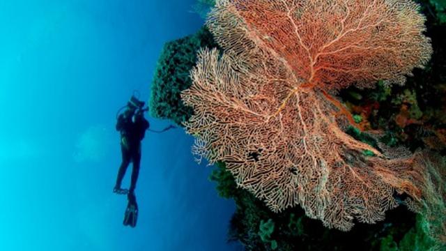 5 Surga Bawah Laut di Indonesia yang Jadi Spot Diving Paling Seru
