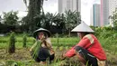 Petani memanen sayur hasil pertanian di kawasan Pramuka, Jakarta, Kamis (27/4). Lahan seluas hampir 2 hektar itu dimanfaatkan petani untuk menanam beragam jenis sayur seperti selada, kangkung, kemangi dan bayam. (Liputan6.com/Yoppy Renato)