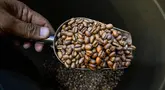 Pemilik memeriksa biji kopi arabika di sebuah tempat pemanggangan kopi di Banda Aceh pada Rabu 9 Juli 2025. (CHAIDEER MAHYUDDIN/AFP)