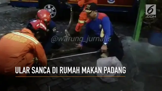 VIDEO:  Heboh, Ada Ular Sanca 3 Meter di Rumah Makan Padang