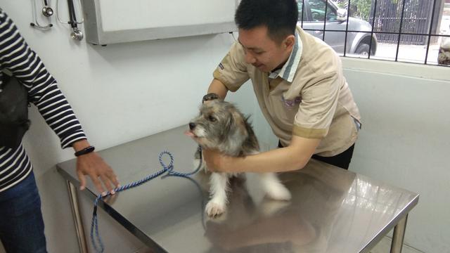 Seekor anjing sedang ditenangkan melakukan pemasangan microchip di tubuhnya (Liputan6.com/Giovani Dio Prasasti)