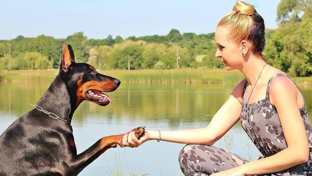 Doberman Pinschers