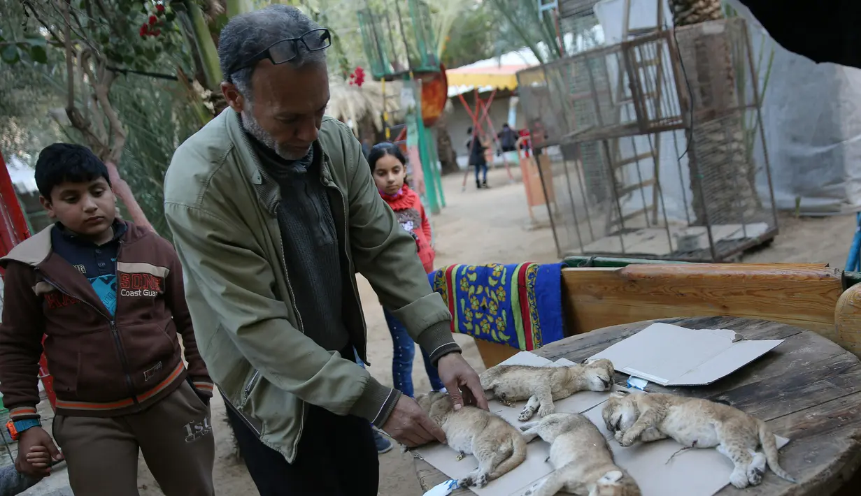 Pemilik kebun binatang Fathi Jumaa meletakan mayat empat anak singa untuk dikubur di kebun binatangnya di kamp pengungsi Rafah, Gaza (18/1). Empat anak singa tersebut tewas pada pagi hari jelang berlangsungnya badai musim dingin.  (AP Photo/Adel Hana)