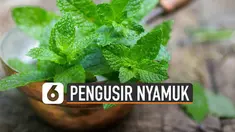 Beberapa tanaman hias ini ampuh untuk mengusir nyamuk.