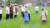 Beras organik yang diproduksi adalah Beras Merah varietas A3 Segobang, Beras Hitam Melik Parijatah, Beras Coklat, dan Beras Putih Berlian/Istimewa.