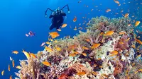 Tak diragukan lagi, Wakatobi adalah rumah bagi hamparan koral cantik.