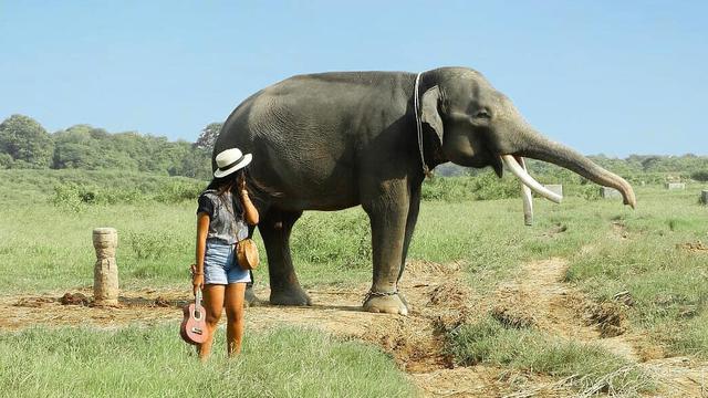 Tourist can be close with elephant