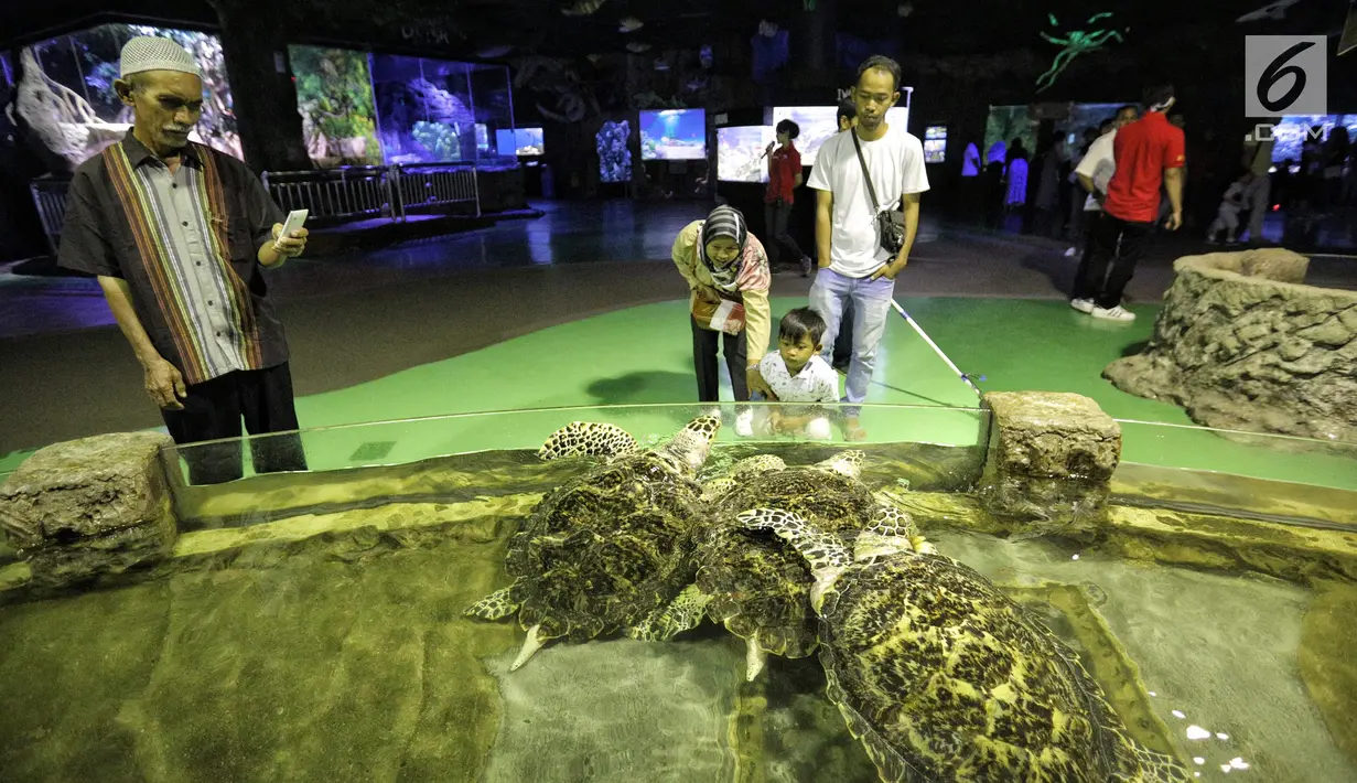 Pengunjung mengamati penyu sisik di SeaWorld Ancol, Jakarta, Jumat (17/8). Seaworld menjadi tempat wisata alternatif warga saat libur panjang akhir pekan ini yang bertepatan dengan HUT ke-73 Republik Indonesia. (Liputan6.com/Faizal Fanani)