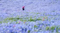 Taman bunga Hitashi jadi tujuan wisata di Jepang karena keindahan yang datang dari bunga Nemophila.
