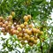 7 Tanda Buah Kelengkeng Sudah Matang di Pohon dan Siap Dipanen