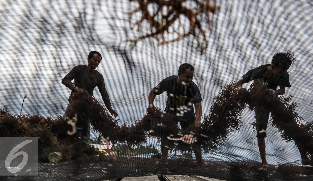 Petani menjemur rumput laut di kawasan Kelurahan Manggar, Balikpapan Timur, Jumat (15/4). Pembangunan yang diberikan berupa papan panggung untuk menjemur, peralatan pengolahan, dan rumah produksi. (Liputan6.com/Fery Pradolo)