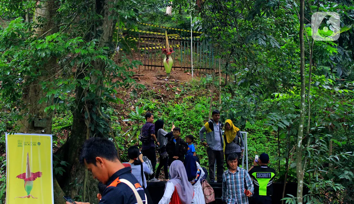 Pengunjung wisata Kebun Raya Bogor saat melihat Bunga Bangkai yang sedang mekar di Kebun Raya Bogor, Minggu (5/1/2020). Hari terakhir liburan sekolah, Kebun Raya Bogor menjadi tujuan wisata favorit bagi warga. (Merdeka.com/Fotografer Magang: Muhammad Fayyadh)