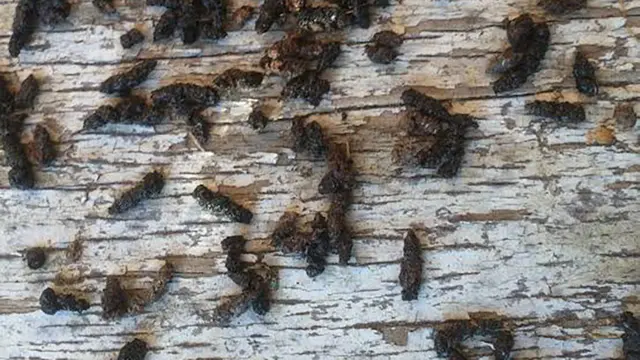 Kotoran Kelelawar (Guano)