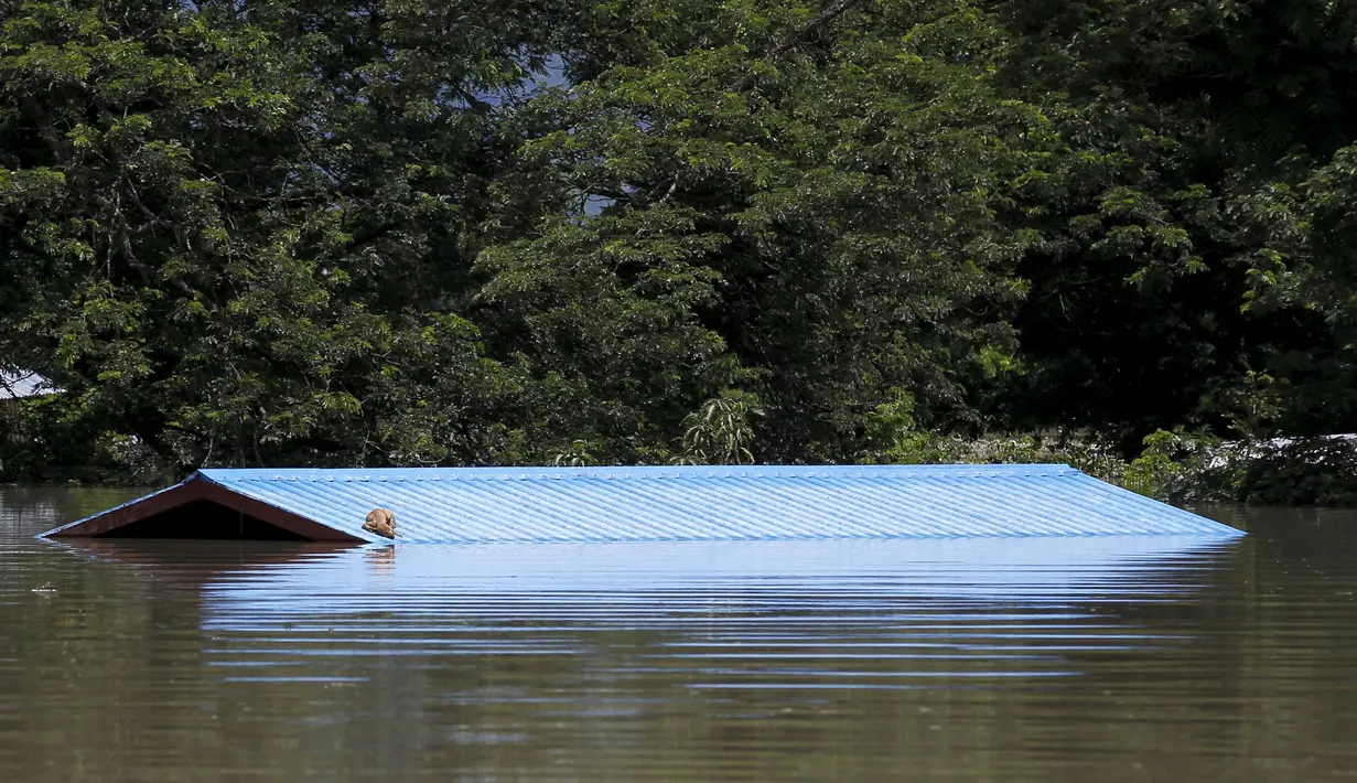 Sebuah atap rumah terendam banjir yang melanda kawasan Kalay, Sagaing, Myanmar, Minggu (2/8/2015). Setidaknya 21 orang tewas akibat banjir yang melanda empat wilayah di Myanmar. (REUTERS/Soe Zeya Tun)